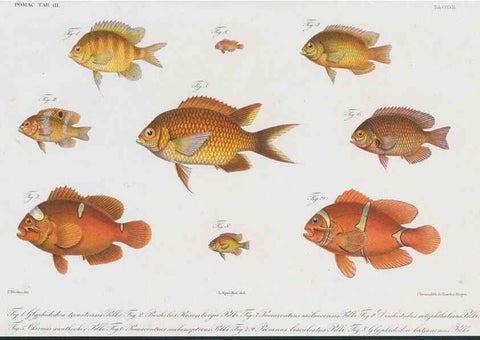 Reproducción/Reproduction 48942128543: Atlas ichthyologique des Indes orientales néêrlandaises :. Amsterdam :Frédéric Muller, editeur,1862-1878. 