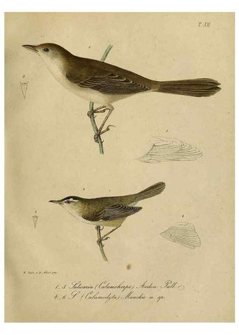 Reproducción/Reproduction 48953649963: Reisen und Forschungen im Amur-Lande in den Jahren 1854-1856 /. St. Petersburg :Commissionäre der K. Akademie der Wissenschaften,1858-1900.. 