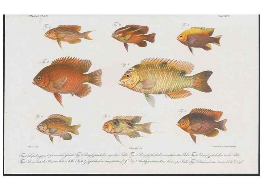 Reproducción/Reproduction 48942869002: Atlas ichthyologique des Indes orientales néêrlandaises :. Amsterdam :Frédéric Muller, editeur,1862-1878. 