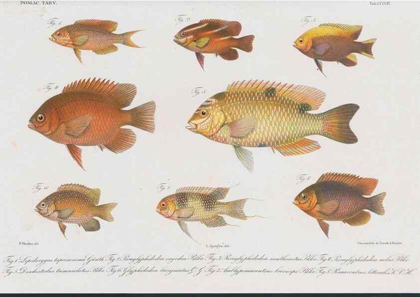 Reproducción/Reproduction 48942869002: Atlas ichthyologique des Indes orientales néêrlandaises :. Amsterdam :Frédéric Muller, editeur,1862-1878. 