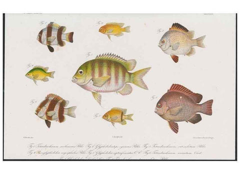 Reproducción/Reproduction 48942680111: Atlas ichthyologique des Indes orientales néêrlandaises :. Amsterdam :Frédéric Muller, editeur,1862-1878. 