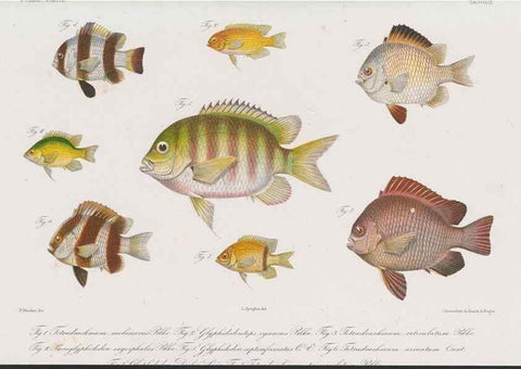 Reproducción/Reproduction 48942680111: Atlas ichthyologique des Indes orientales néêrlandaises :. Amsterdam :Frédéric Muller, editeur,1862-1878. 