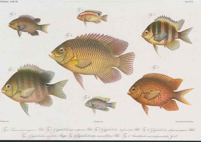 Reproducción/Reproduction 48942131053: Atlas ichthyologique des Indes orientales néêrlandaises :. Amsterdam :Frédéric Muller, editeur,1862-1878. 