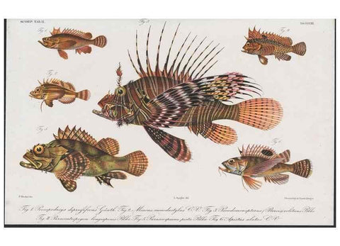 Reproducción/Reproduction 48942131813: Atlas ichthyologique des Indes orientales néêrlandaises :. Amsterdam :Frédéric Muller, editeur,1862-1878. 