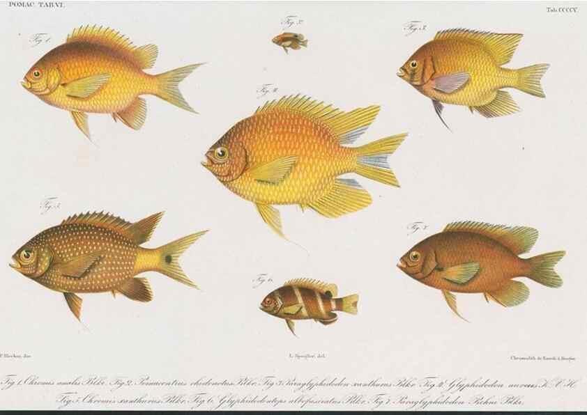 Reproducción/Reproduction 48942129453: Atlas ichthyologique des Indes orientales néêrlandaises :. Amsterdam :Frédéric Muller, editeur,1862-1878. 