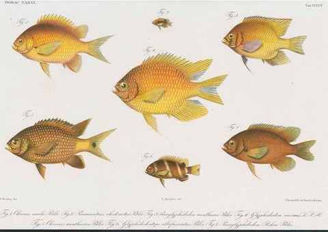 Reproducción/Reproduction 48942129453: Atlas ichthyologique des Indes orientales néêrlandaises :. Amsterdam :Frédéric Muller, editeur,1862-1878. 