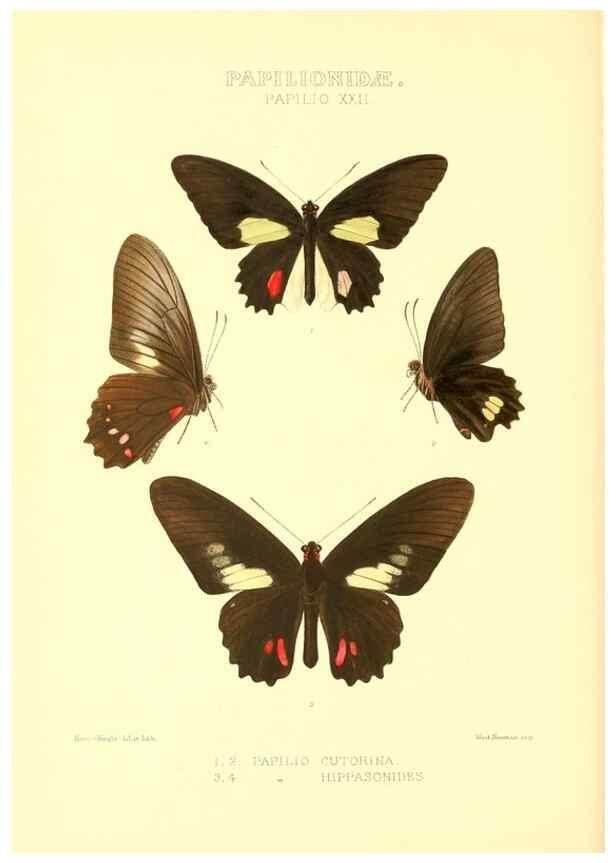 Reproducción/Reproduction 48953819378: Rhopalocera exotica. London :Gurney & Jackson,1887-1902.. 