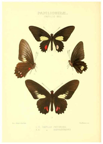Reproducción/Reproduction 48953819378: Rhopalocera exotica. London :Gurney & Jackson,1887-1902.. 