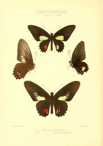 Reproducción/Reproduction 48953819378: Rhopalocera exotica. London :Gurney & Jackson,1887-1902.. 