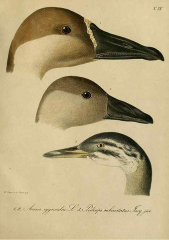 Reproducción/Reproduction 48954199566: Reisen und Forschungen im Amur-Lande in den Jahren 1854-1856 /. St. Petersburg :Commissionäre der K. Akademie der Wissenschaften,1858-1900.. 
