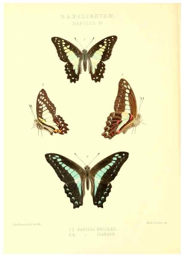 Reproducción/Reproduction 48954552592: Rhopalocera exotica. London :Gurney & Jackson,1887-1902.. 