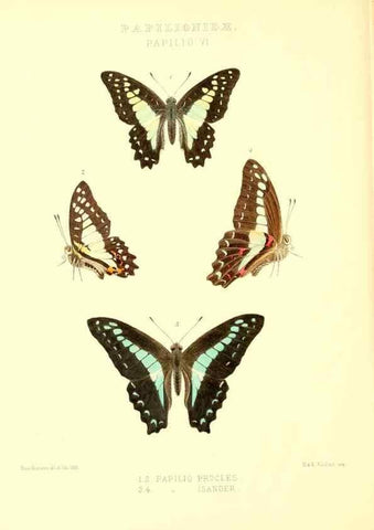 Reproducción/Reproduction 48954552592: Rhopalocera exotica. London :Gurney & Jackson,1887-1902.. 