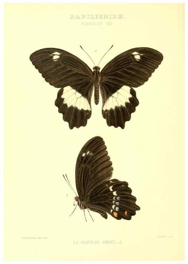 Reproducción/Reproduction 48954364411: Rhopalocera exotica. London :Gurney & Jackson,1887-1902.. 