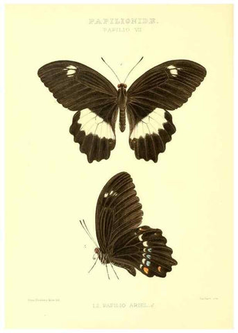 Reproducción/Reproduction 48954364411: Rhopalocera exotica. London :Gurney & Jackson,1887-1902.. 