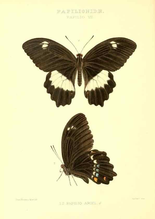Reproducción/Reproduction 48954364411: Rhopalocera exotica. London :Gurney & Jackson,1887-1902.. 