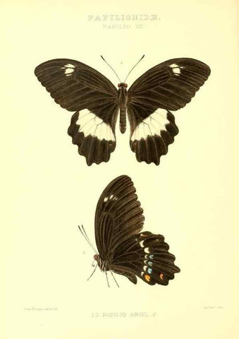 Reproducción/Reproduction 48954364411: Rhopalocera exotica. London :Gurney & Jackson,1887-1902.. 