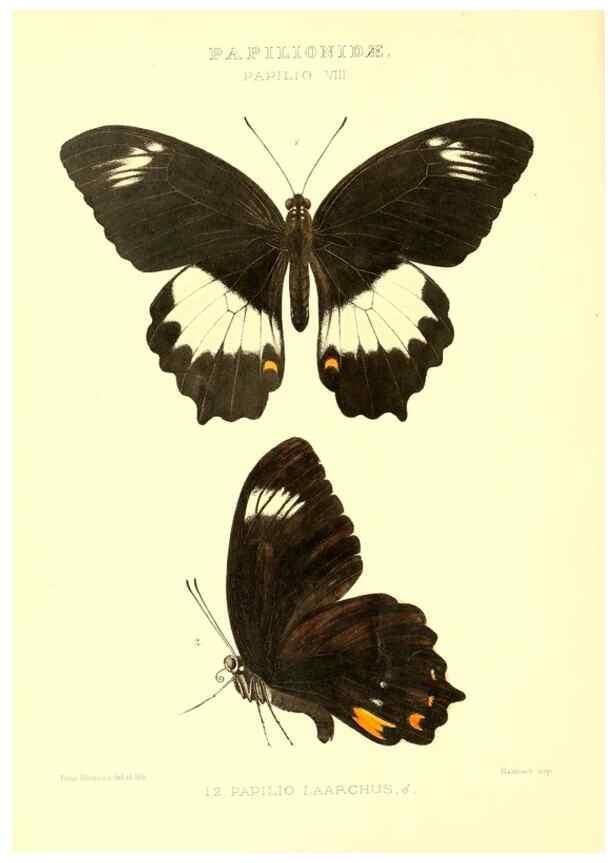 Reproducción/Reproduction 48954364761: Rhopalocera exotica. London :Gurney & Jackson,1887-1902.. 