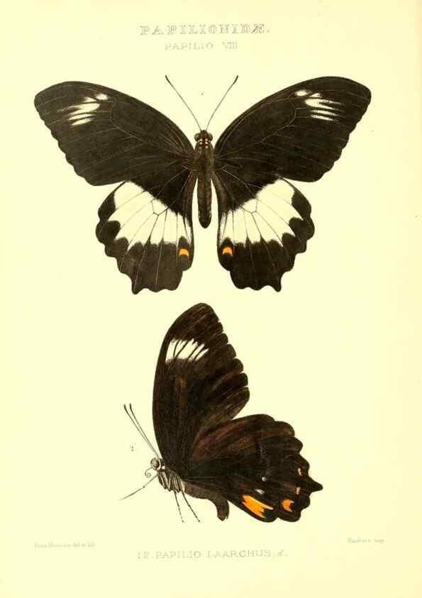 Reproducción/Reproduction 48954364761: Rhopalocera exotica. London :Gurney & Jackson,1887-1902.. 