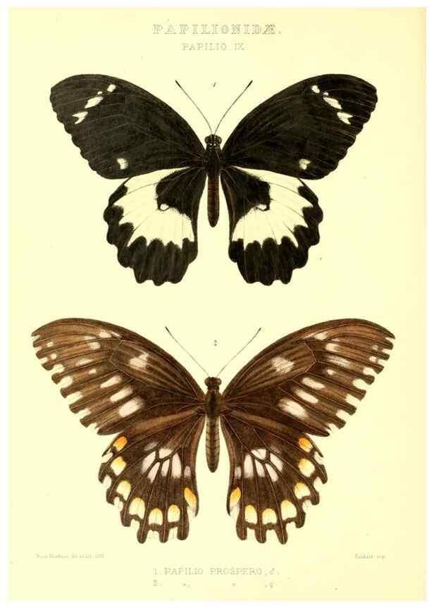 Reproducción/Reproduction 48954553687: Rhopalocera exotica. London :Gurney & Jackson,1887-1902.. 