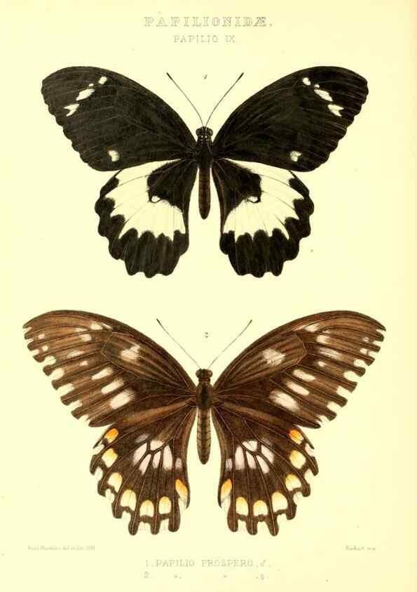 Reproducción/Reproduction 48954553687: Rhopalocera exotica. London :Gurney & Jackson,1887-1902.. 