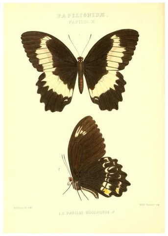 Reproducción/Reproduction 48954365536: Rhopalocera exotica. London :Gurney & Jackson,1887-1902.. 