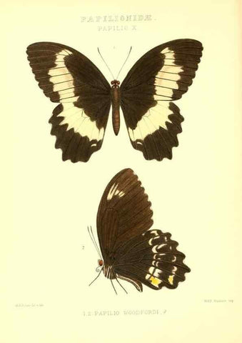 Reproducción/Reproduction 48954365536: Rhopalocera exotica. London :Gurney & Jackson,1887-1902.. 