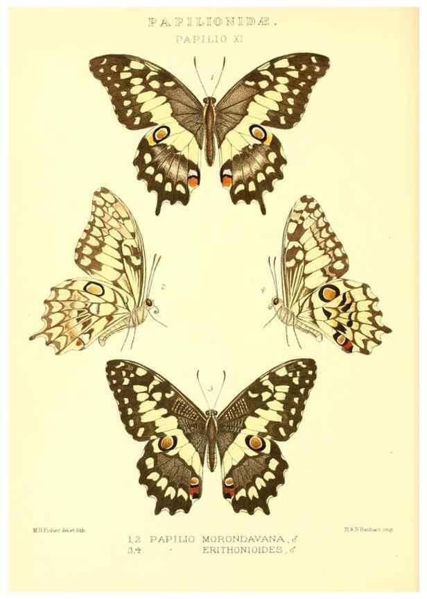 Reproducción/Reproduction 48954554367: Rhopalocera exotica. London :Gurney & Jackson,1887-1902.. 