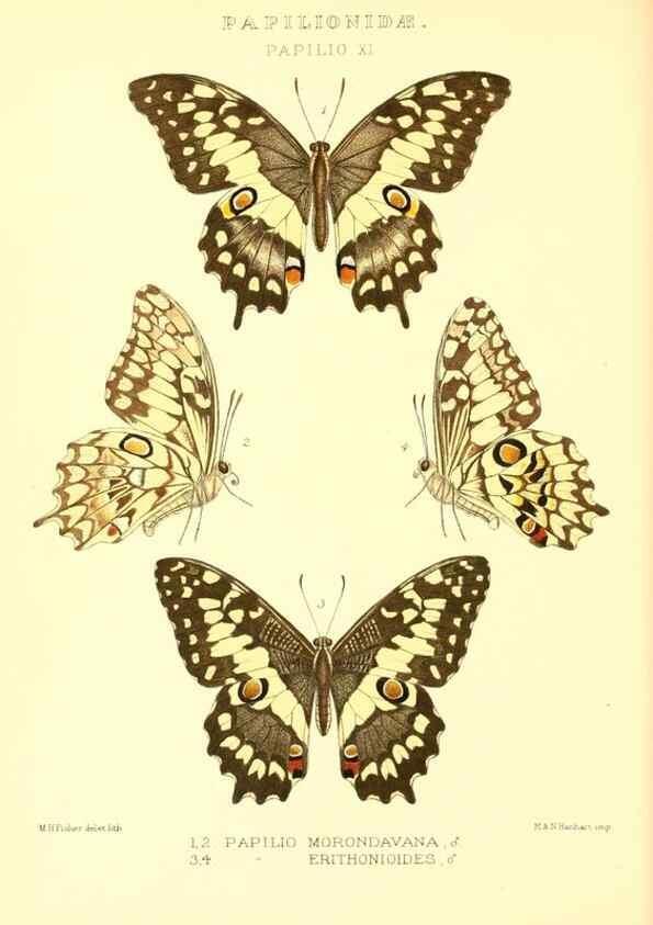 Reproducción/Reproduction 48954554367: Rhopalocera exotica. London :Gurney & Jackson,1887-1902.. 