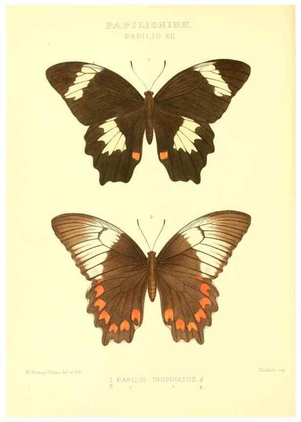 Reproducción/Reproduction 48954554702: Rhopalocera exotica. London :Gurney & Jackson,1887-1902.. 