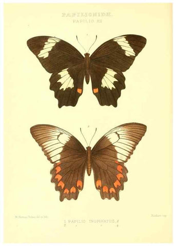 Reproducción/Reproduction 48954554702: Rhopalocera exotica. London :Gurney & Jackson,1887-1902.. 