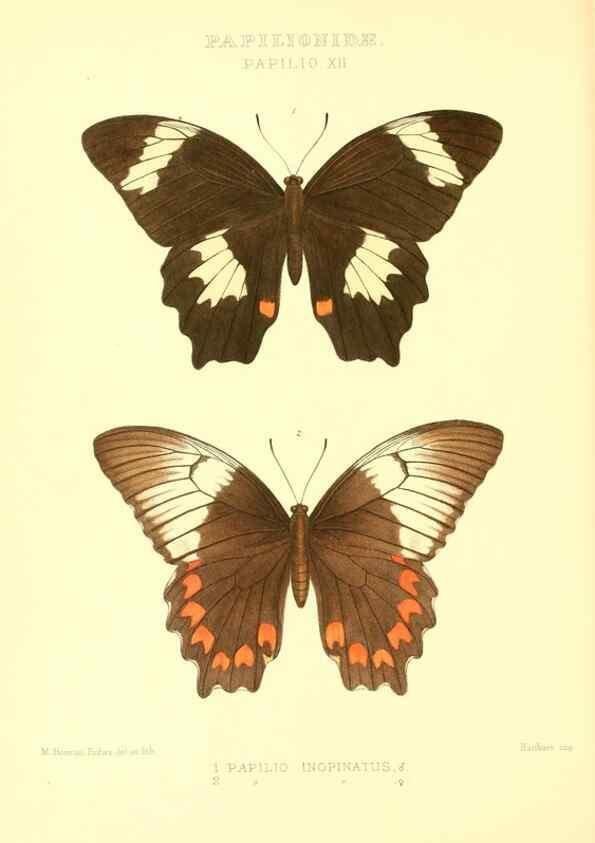 Reproducción/Reproduction 48954554702: Rhopalocera exotica. London :Gurney & Jackson,1887-1902.. 