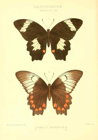 Reproducción/Reproduction 48954554702: Rhopalocera exotica. London :Gurney & Jackson,1887-1902.. 