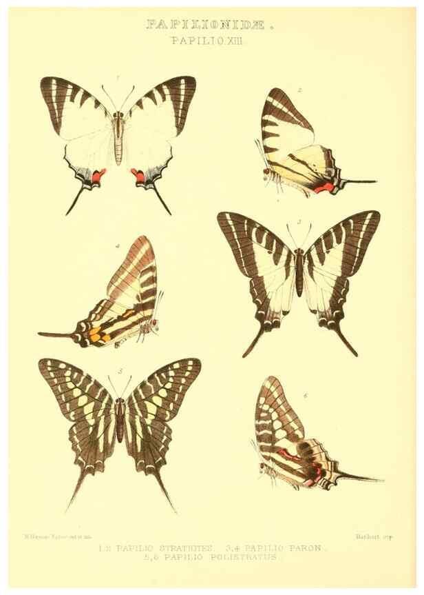 Reproducción/Reproduction 48954555022: Rhopalocera exotica. London :Gurney & Jackson,1887-1902.. 