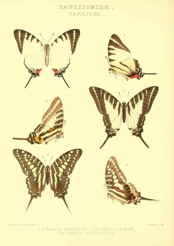 Reproducción/Reproduction 48954555022: Rhopalocera exotica. London :Gurney & Jackson,1887-1902.. 
