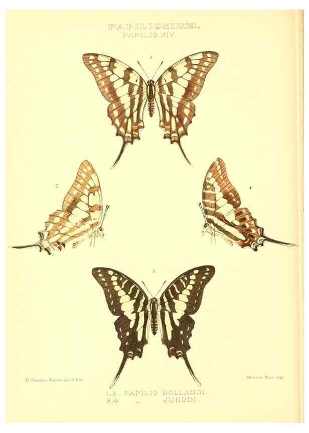 Reproducción/Reproduction 48953816558: Rhopalocera exotica. London :Gurney & Jackson,1887-1902.. 