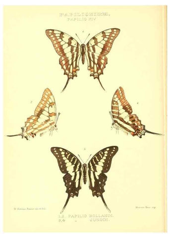 Reproducción/Reproduction 48953816558: Rhopalocera exotica. London :Gurney & Jackson,1887-1902.. 