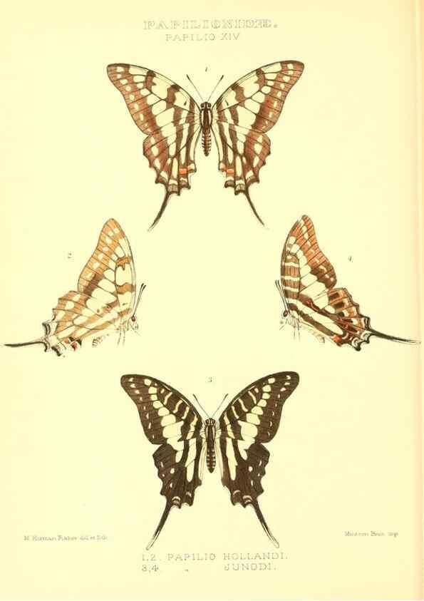 Reproducción/Reproduction 48953816558: Rhopalocera exotica. London :Gurney & Jackson,1887-1902.. 