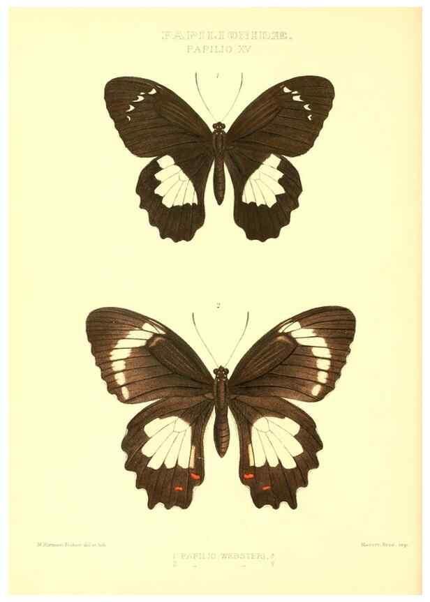 Reproducción/Reproduction 48954555672: Rhopalocera exotica. London :Gurney & Jackson,1887-1902.. 