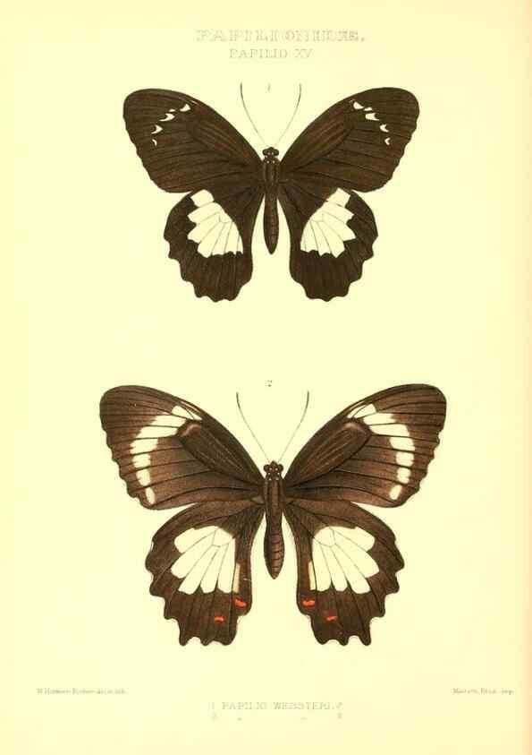 Reproducción/Reproduction 48954555672: Rhopalocera exotica. London :Gurney & Jackson,1887-1902.. 