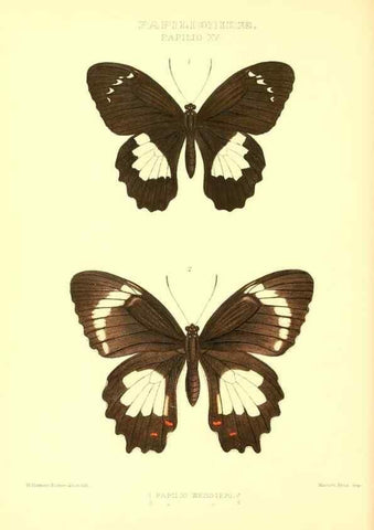Reproducción/Reproduction 48954555672: Rhopalocera exotica. London :Gurney & Jackson,1887-1902.. 