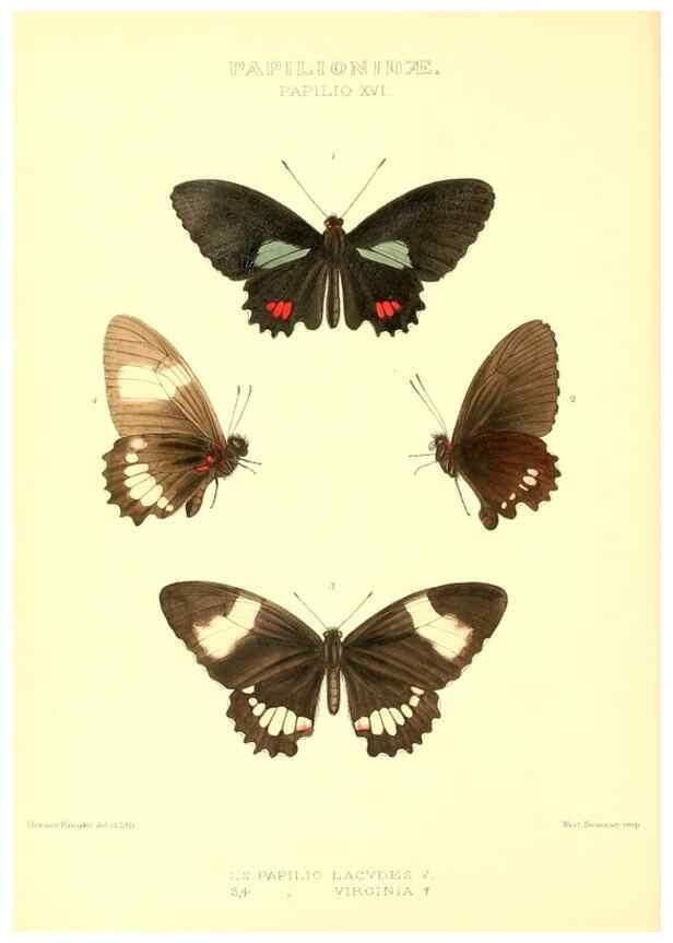 Reproducción/Reproduction 48954555962: Rhopalocera exotica. London :Gurney & Jackson,1887-1902.. 