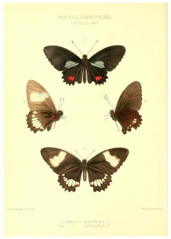 Reproducción/Reproduction 48954555962: Rhopalocera exotica. London :Gurney & Jackson,1887-1902.. 