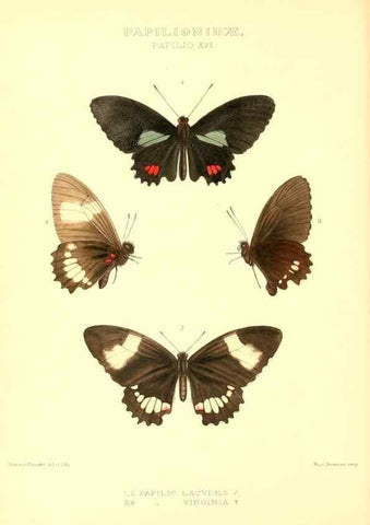 Reproducción/Reproduction 48954555962: Rhopalocera exotica. London :Gurney & Jackson,1887-1902.. 
