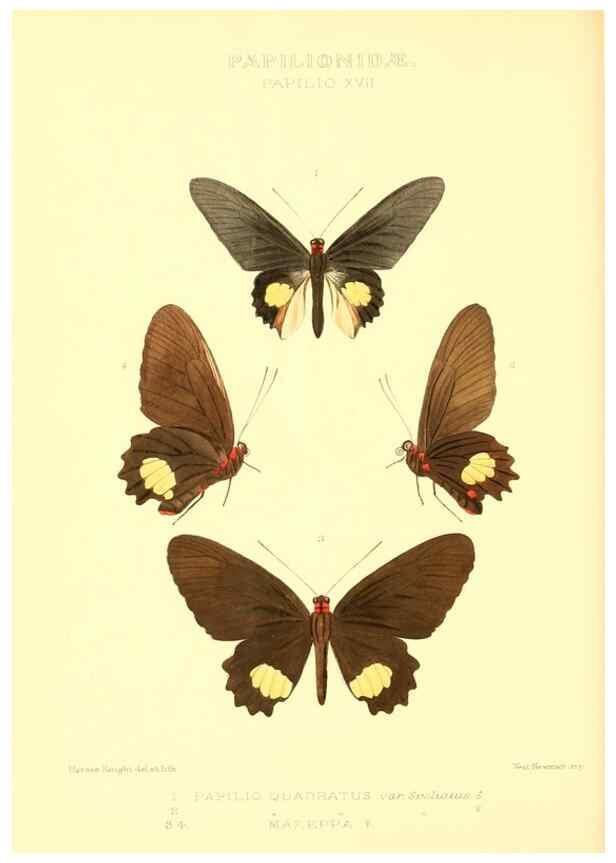 Reproducción/Reproduction 48953817493: Rhopalocera exotica. London :Gurney & Jackson,1887-1902.. 