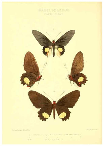 Reproducción/Reproduction 48953817493: Rhopalocera exotica. London :Gurney & Jackson,1887-1902.. 