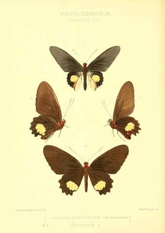 Reproducción/Reproduction 48953817493: Rhopalocera exotica. London :Gurney & Jackson,1887-1902.. 