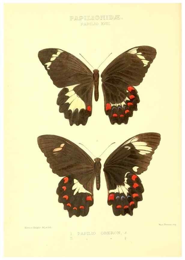 Reproducción/Reproduction 48953817793: Rhopalocera exotica. London :Gurney & Jackson,1887-1902.. 