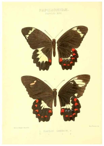 Reproducción/Reproduction 48953817793: Rhopalocera exotica. London :Gurney & Jackson,1887-1902.. 