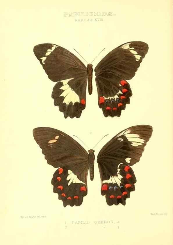 Reproducción/Reproduction 48953817793: Rhopalocera exotica. London :Gurney & Jackson,1887-1902.. 