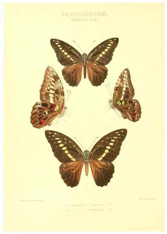 Reproducción/Reproduction 48954556997: Rhopalocera exotica. London :Gurney & Jackson,1887-1902.. 